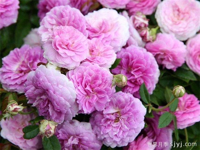 玛姬婶婶月季/拇指姑娘月季Aunt Margys(图1)