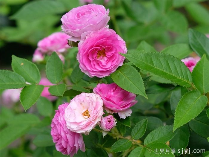 玛姬婶婶月季/拇指姑娘月季Aunt Margys(图2)