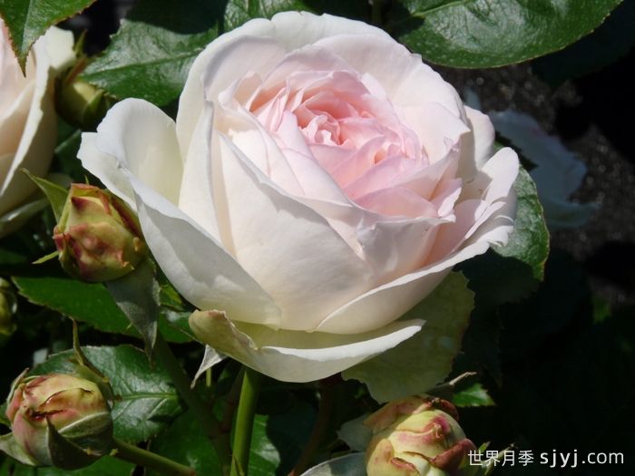 白色龙沙宝石月季/白色伊甸园/白龙White Eden(图1)