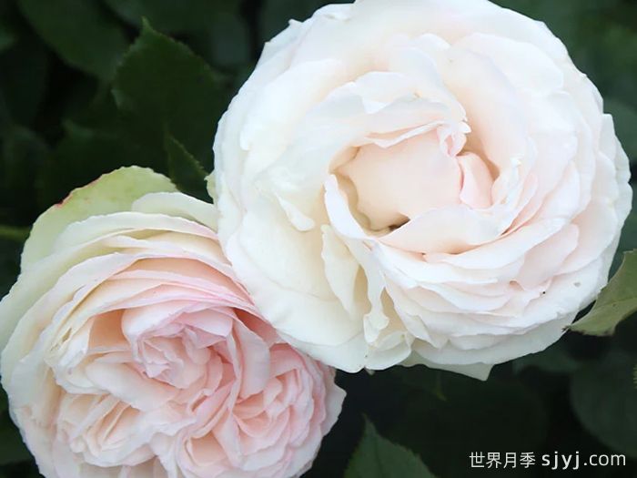 白色龙沙宝石月季/白色伊甸园/白龙White Eden(图3)