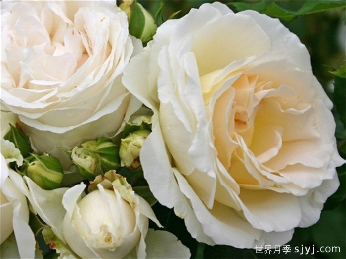 星河月季/尘世/宇宙Kosmos(图2)