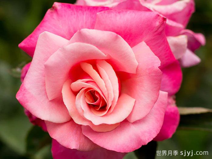 一等奖月季First Prize(图1)