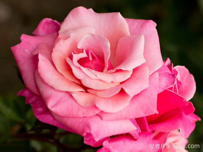 一等奖月季First Prize(图2)