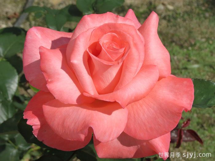 优雅月季/卓越Touch of Class(图1)