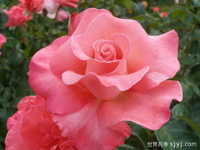 优雅月季/卓越Touch of Class(图2)