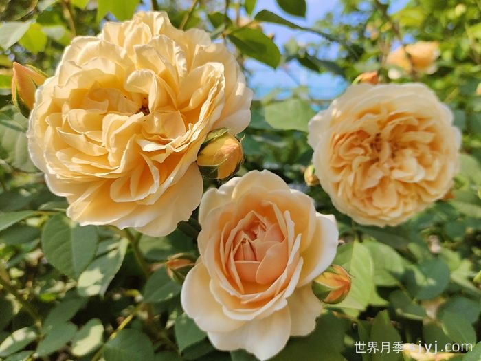 玛格丽特王妃月季Crown Princess Margareta(图3)