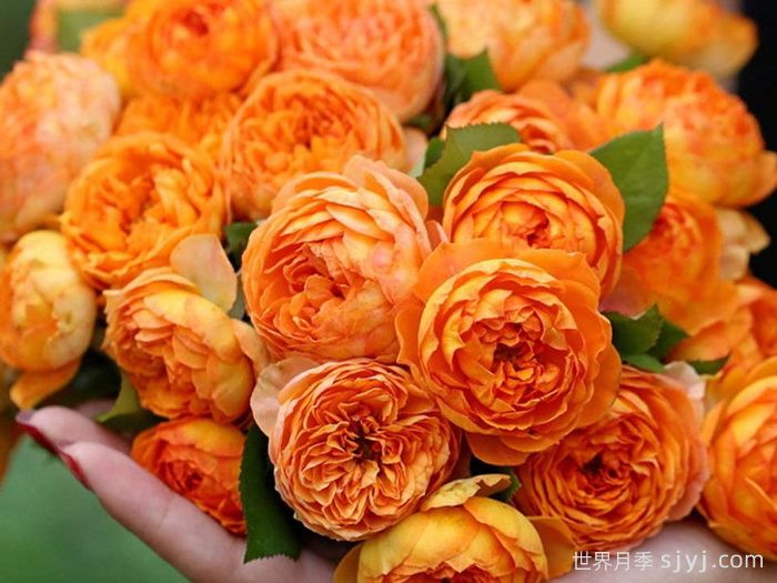 蜂蜜焦糖月季Honey Caramel(图3)