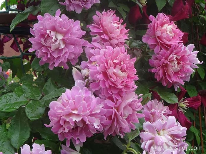 梦幻褶边月季/梦幻波浪Fancy Ruffle(图3)