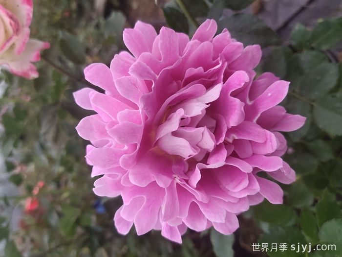 梦幻褶边月季/梦幻波浪Fancy Ruffle(图4)