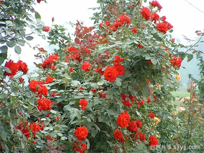 读书台月季(图2)