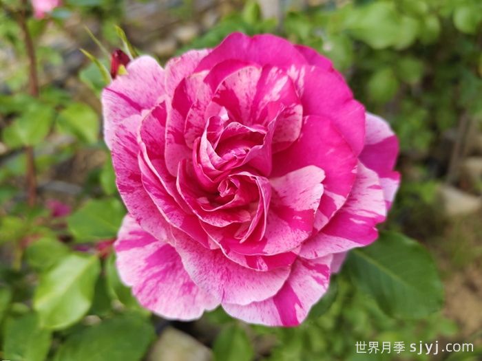 伊蕾莎斯特月季/依蕾莎丝特/伊内斯萨斯特雷Ines Sastre(图5)