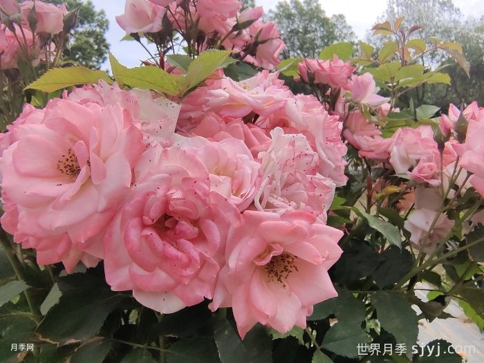 藤本樱霞月季Sakuragasumi(图2)