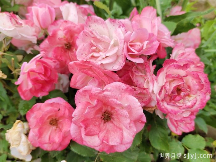 樱霞月季Sakuragasumi(图2)