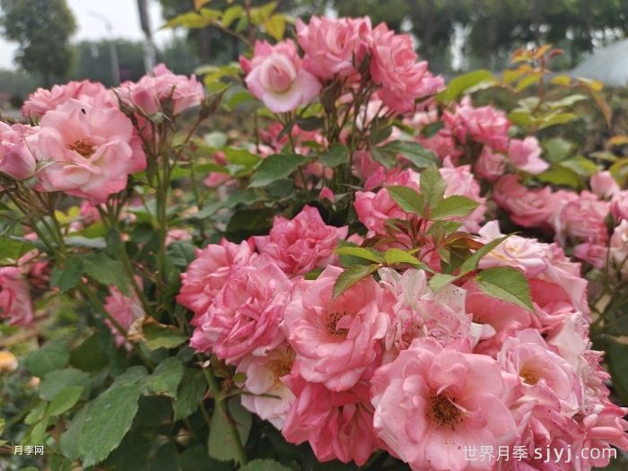 樱霞月季Sakuragasumi(图3)