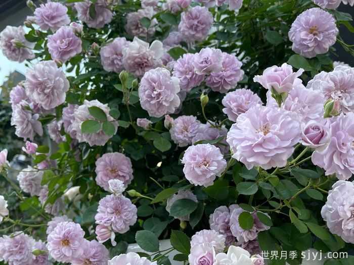 蓝色阴雨月季Rainy Blue(图7)