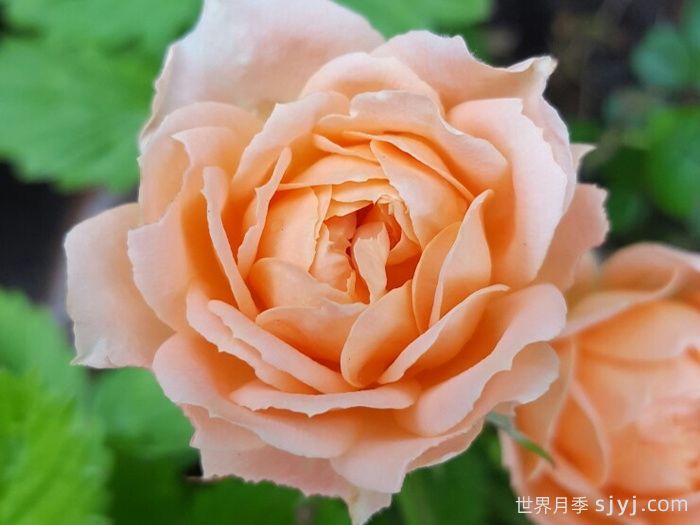 甜梦月季/甜蜜之梦Sweet Dream(图1)