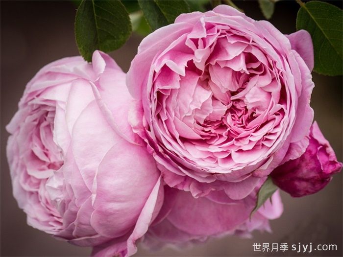 自由精神月季Spirit of Freedom(图2)