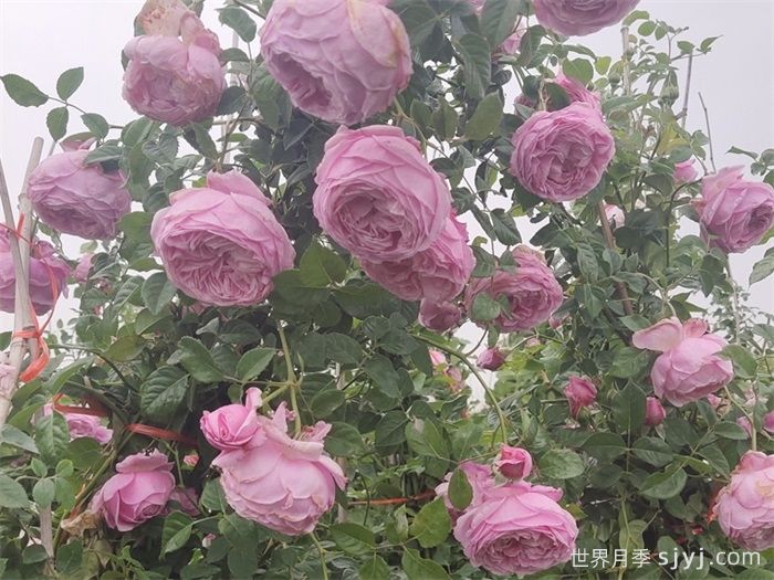 自由精神月季Spirit of Freedom(图4)