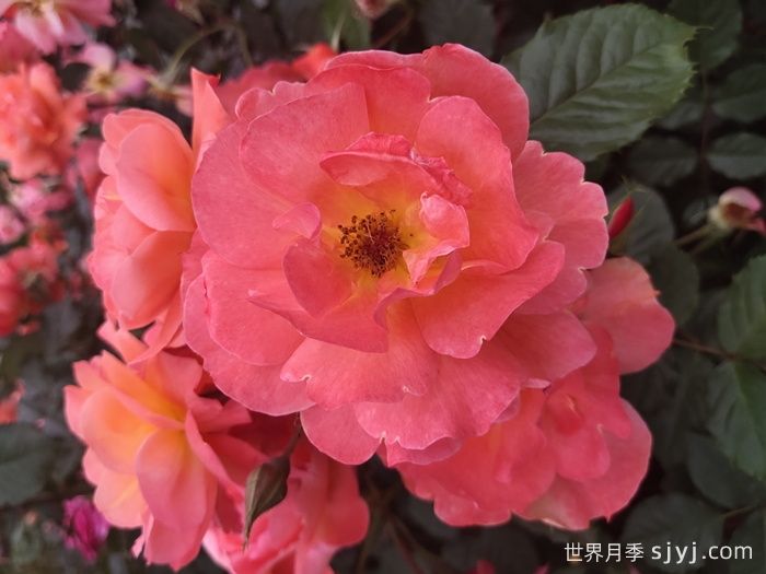 西方大地月季Westerland(图5)