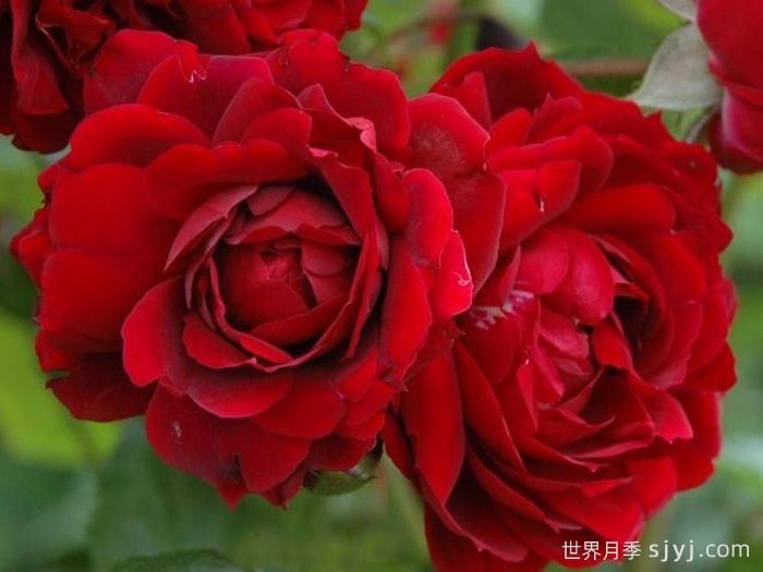 海格瑞月季/海格罗夫Highgrove(图2)