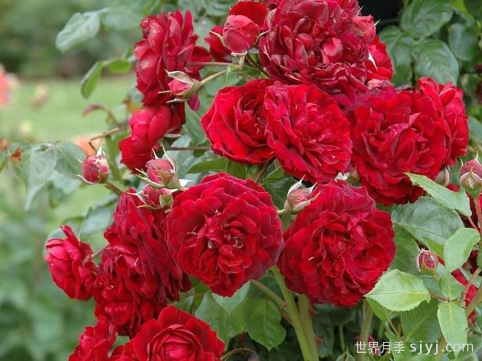 海格瑞月季/海格罗夫Highgrove(图3)