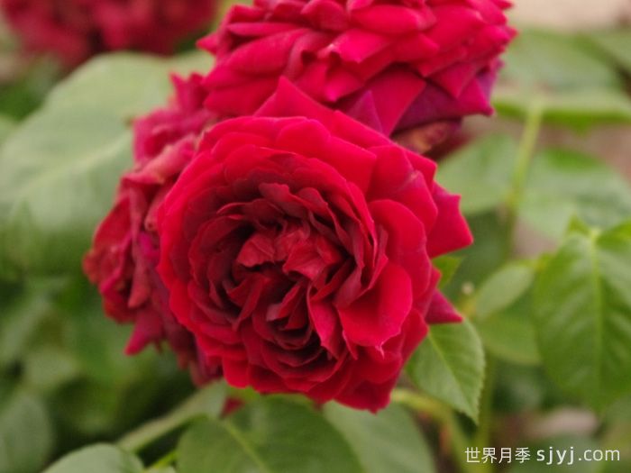 海格瑞月季/海格罗夫Highgrove(图4)