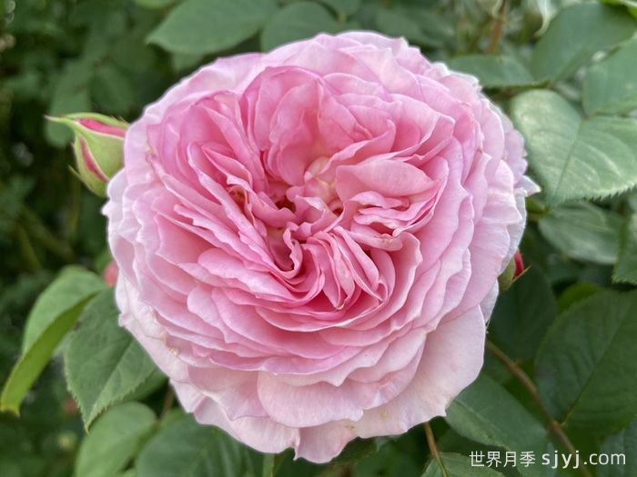 詹姆斯高威月季/詹姆斯戈尔韦James Galway(图1)