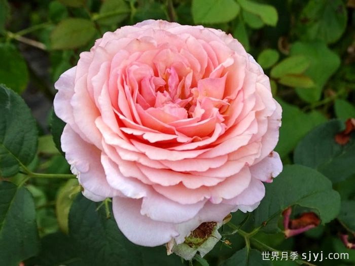 詹姆斯高威月季/詹姆斯戈尔韦James Galway(图3)