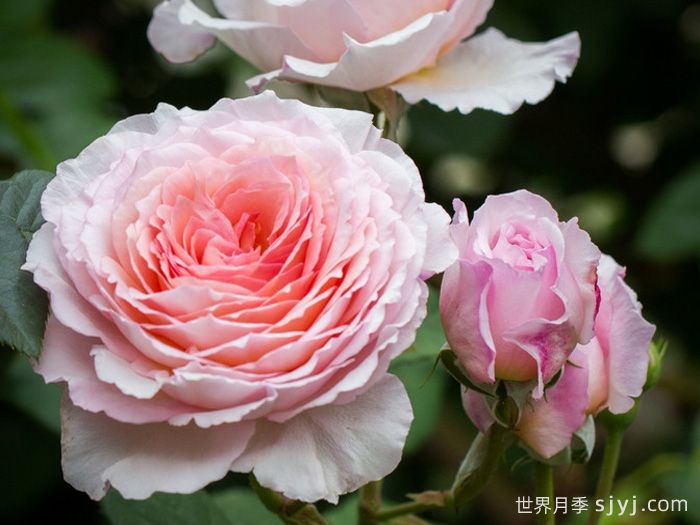 詹姆斯高威月季/詹姆斯戈尔韦James Galway(图4)