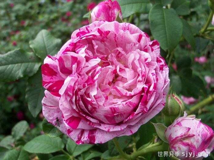 抓破美人脸月季/撕破美人脸/斑纹博洛尼亚Variegata di Bologna(图1)