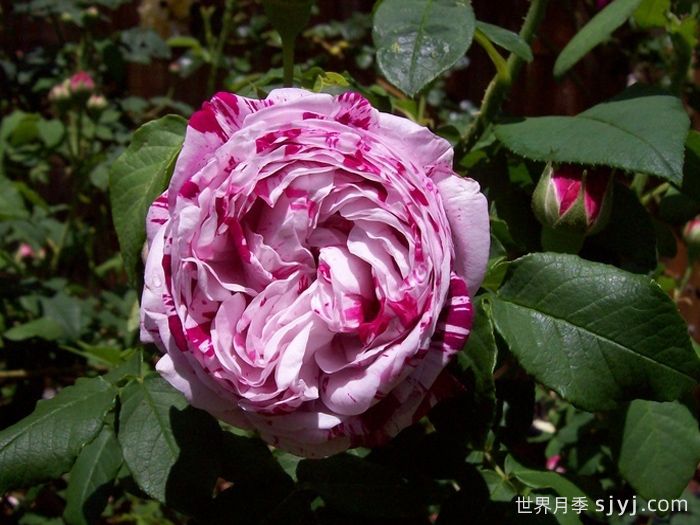 抓破美人脸月季/撕破美人脸/斑纹博洛尼亚Variegata di Bologna(图3)