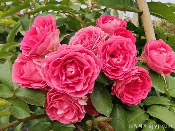 胭脂扣月季(图1)