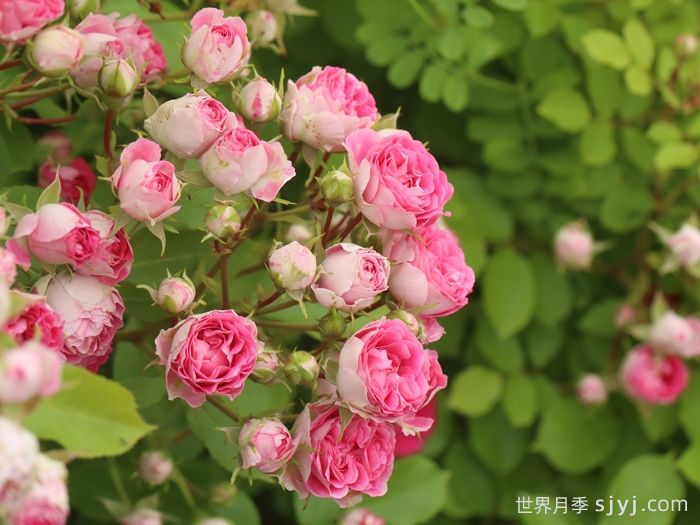 胭脂扣月季(图3)