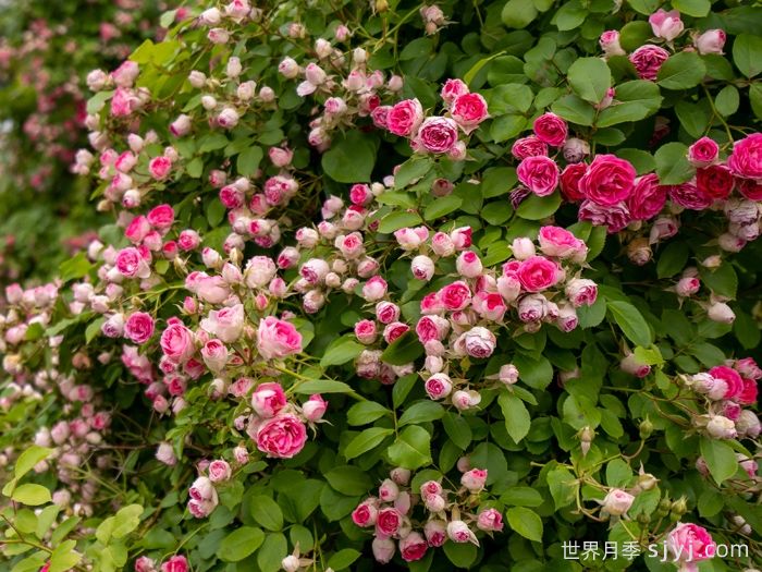 胭脂扣月季(图4)