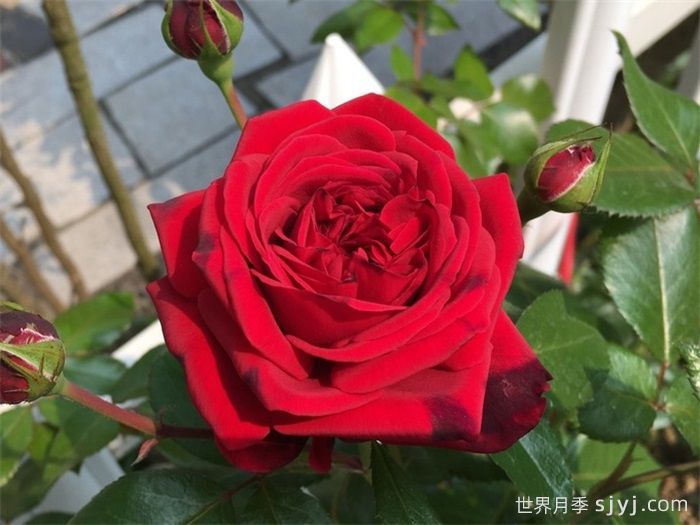 玫瑰国度的天使月季/蒙马特共和国月季Republique de Montmartre(图1)