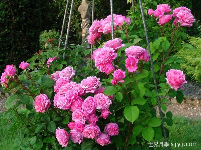 欢迎月季/欢迎德尔伯特Bienvenue(图4)