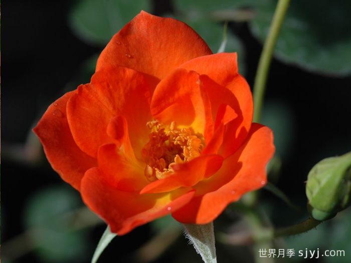 热烈欢迎月季Warm Welcome(图1)