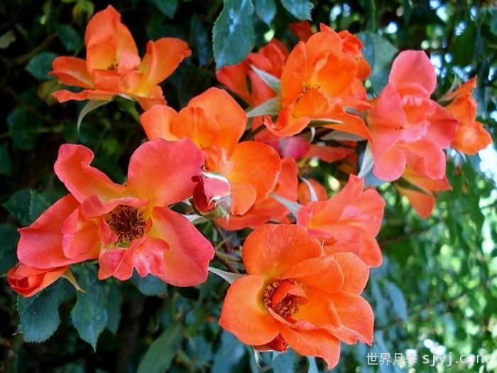 热烈欢迎月季Warm Welcome(图2)