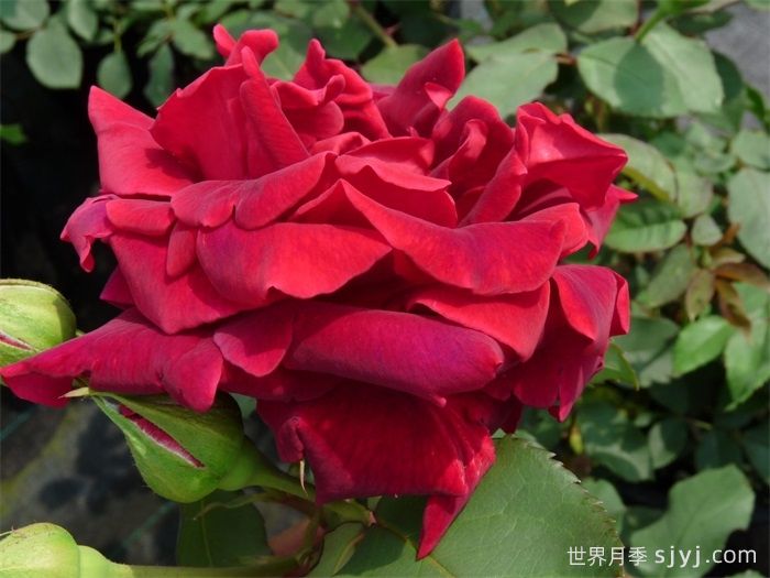 朱墨双辉月季/墨红月季Crimson Glory(图4)