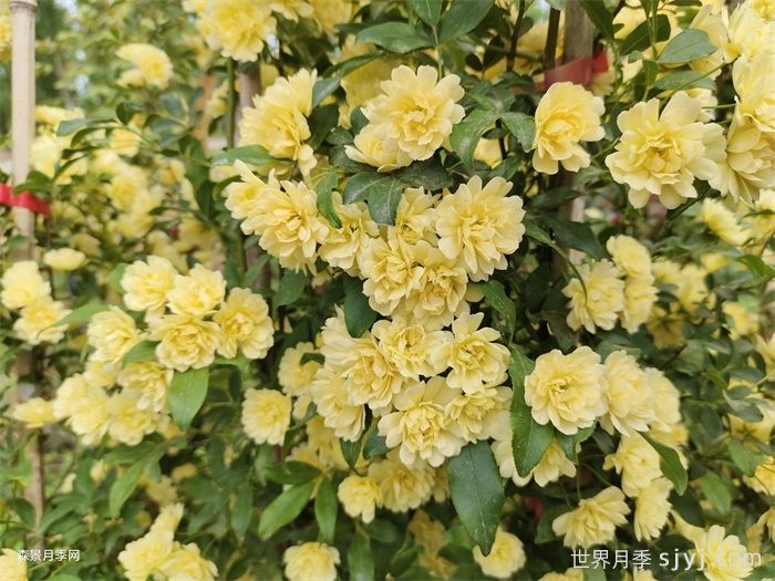 黄木香蔷薇(图1)