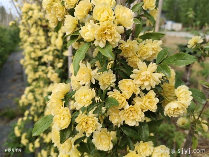 黄木香蔷薇(图2)