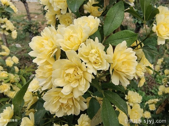 黄木香蔷薇(图4)