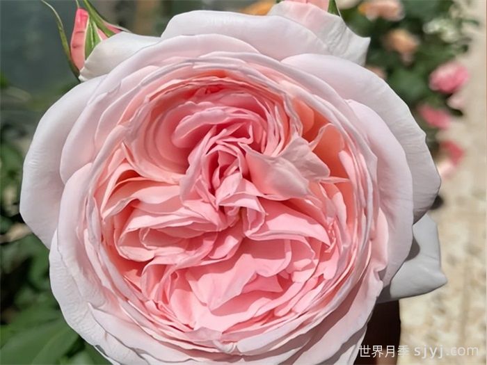 娜荷玛月季/娜希玛/娜荷马Nahema(图2)