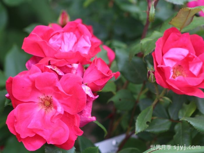 绝代佳人月季Knock Out(图2)