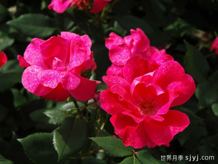 绝代佳人月季Knock Out(图3)