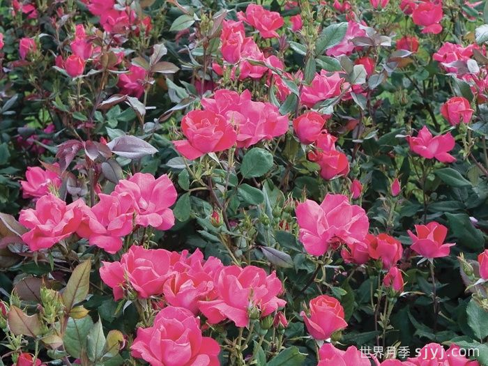 绝代佳人月季Knock Out(图4)