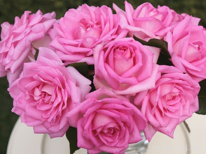 比弗利月季/激情香水/粉红完美/索菲达旺Beverly(图1)