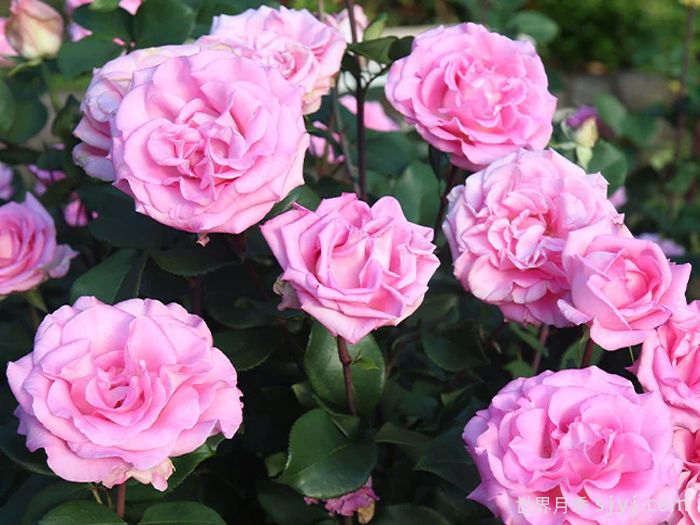 比弗利月季/激情香水/粉红完美/索菲达旺Beverly(图2)