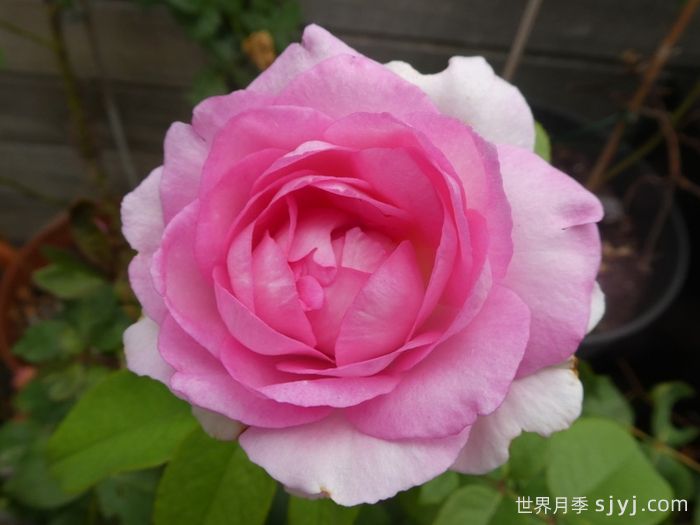 比弗利月季/激情香水/粉红完美/索菲达旺Beverly(图4)