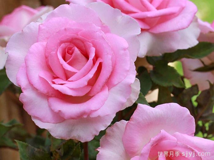 比弗利月季/激情香水/粉红完美/索菲达旺Beverly(图3)